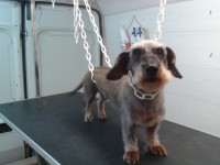 /album/quelques-photos-/solene-toilet-2015-jpg/